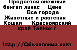 Продается снежный бенгал(линкс) › Цена ­ 25 000 - Все города Животные и растения » Кошки   . Красноярский край,Талнах г.